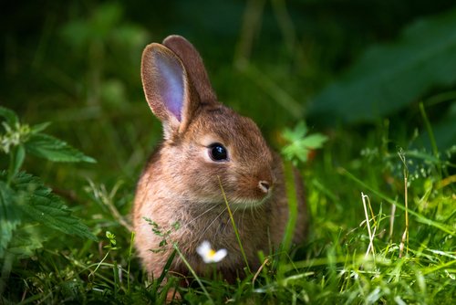 Rabbit/Guinea pigs